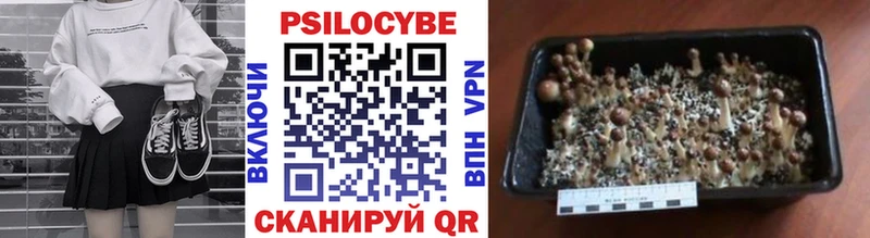 Купить закладки  Сельцо  Псилоцибиновые грибы Psilocybe 